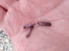 Eucidaris galapagensis