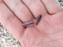 Eucidaris galapagensis