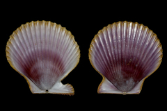 Mimachlamys asperrima