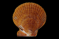 Mimachlamys asperrima