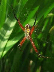 Argiope catenulata