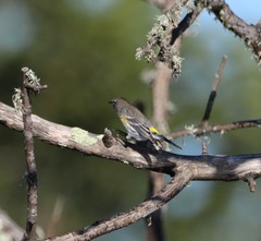 Setophaga coronata