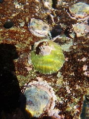 Fissurella costata