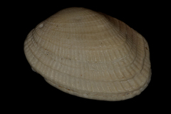 Irus carditoides