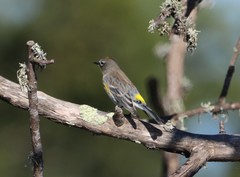 Setophaga coronata