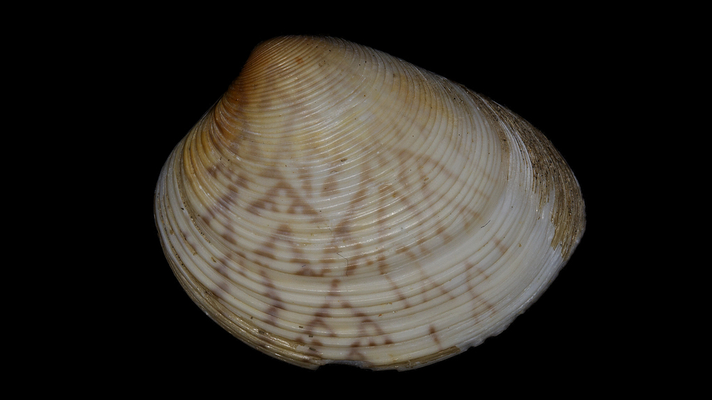 Sand cockle