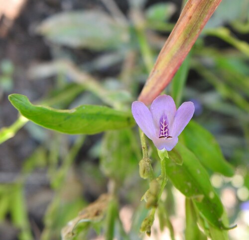 Image of Justicia lanceolata by (c) saltyhiker, some rights reserved (CC BY)