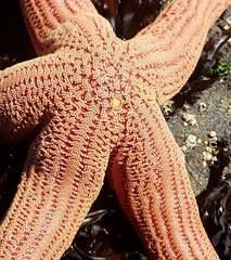 Stichaster striatus