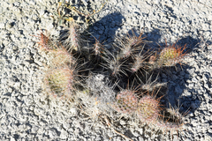 Opuntia polyacantha