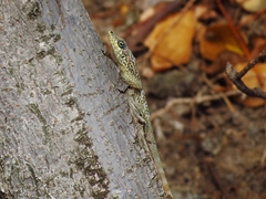 Anolis roquet