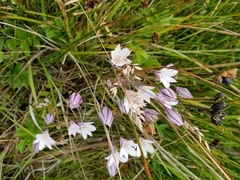 Triteleia peduncularis