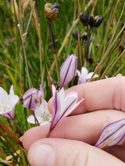 Triteleia peduncularis