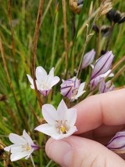 Triteleia peduncularis