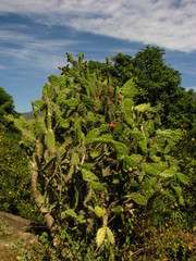 Opuntia dejecta
