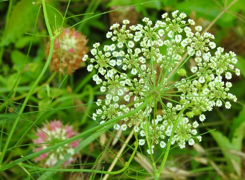 Image of Ptilimnium nuttallii by (c) saltyhiker, some rights reserved (CC BY)