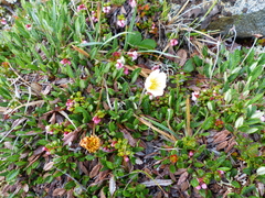 Dryas ajanensis