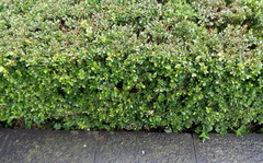 Buxus microphylla