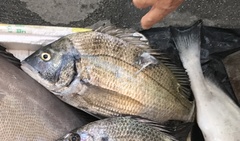 Acanthopagrus schlegelii