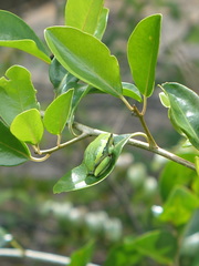 Heterixalus betsileo