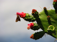 Opuntia dejecta