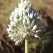Allium deserti-syriaci - Photo (c) Omar Alhalabi, some rights reserved (CC BY-NC), uploaded by Omar Alhalabi