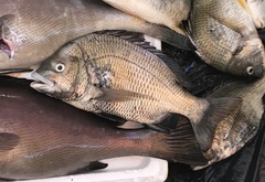 Acanthopagrus pacificus