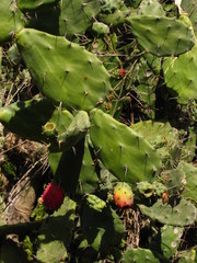 Opuntia dejecta