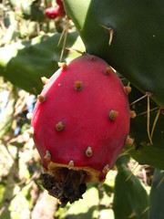 Opuntia dejecta