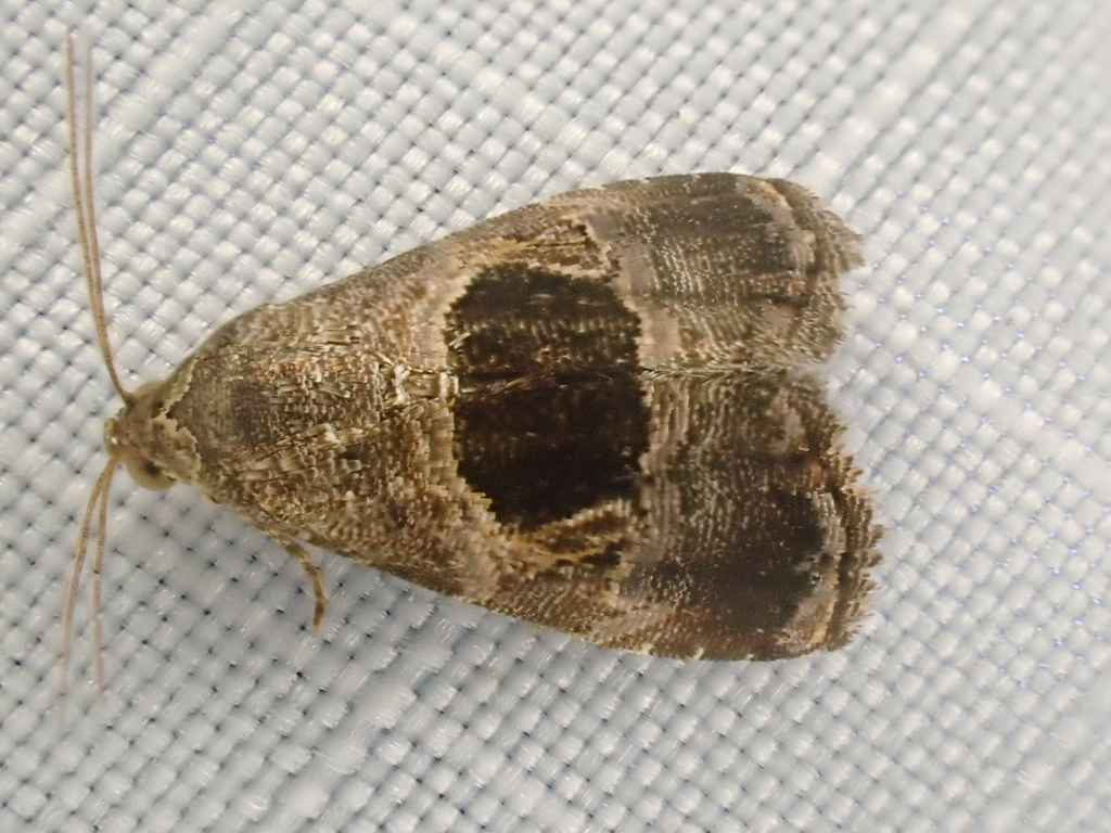 Rectangular Tripudia Moth from Chesterfield County, VA, USA on June 15 ...