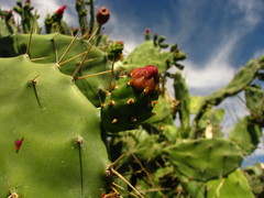 Opuntia dejecta