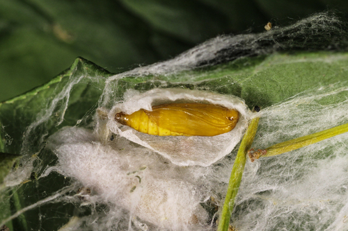 Spindle Ermine Moth