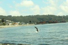 Larus dominicanus