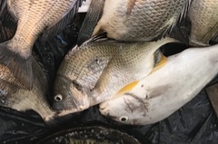 Acanthopagrus chinshira