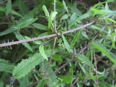 Urtica perconfusa