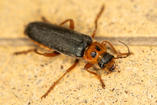 Cantharis annularis