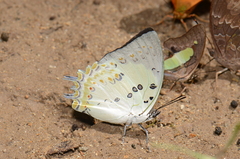 Polyura delphis