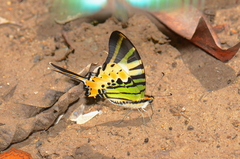 Graphium antiphates