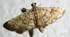 Lamprosema tampiusalis