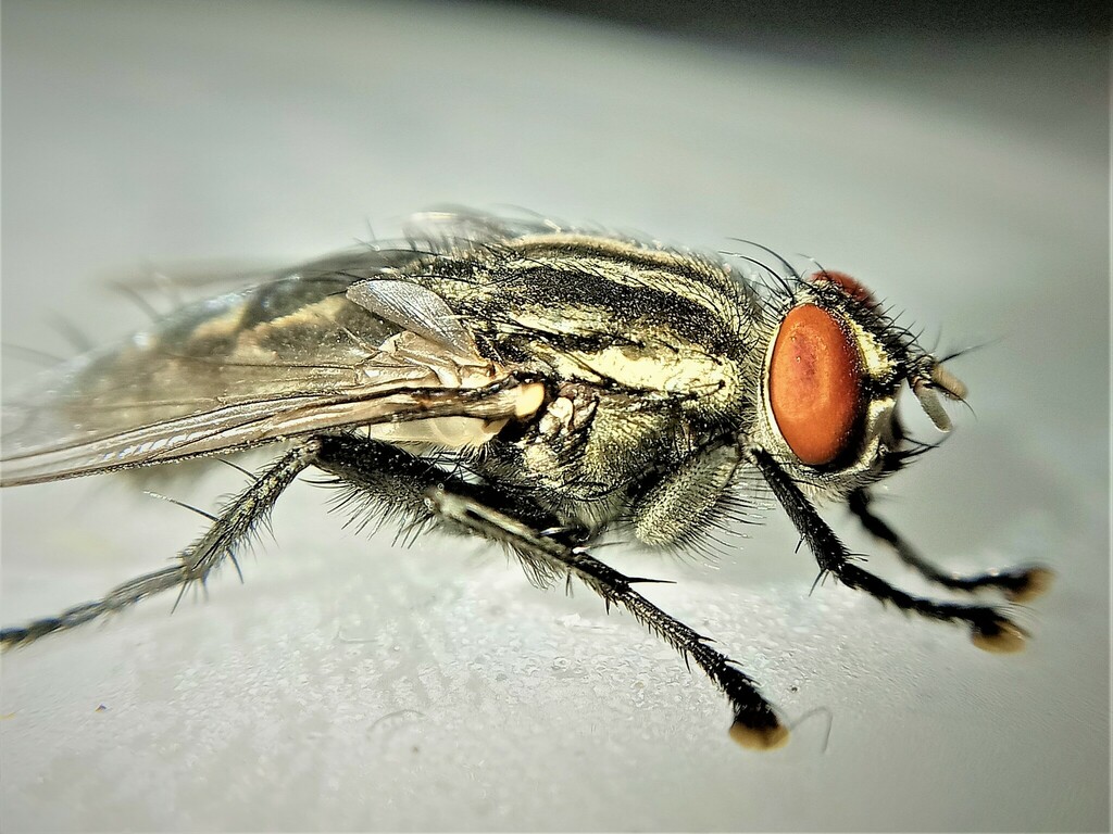 Tibial Flesh Fly
