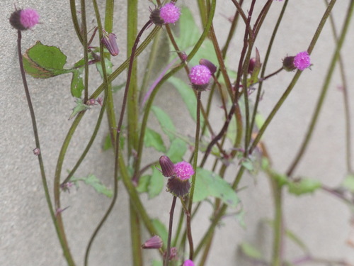 Emilia sonchifolia image