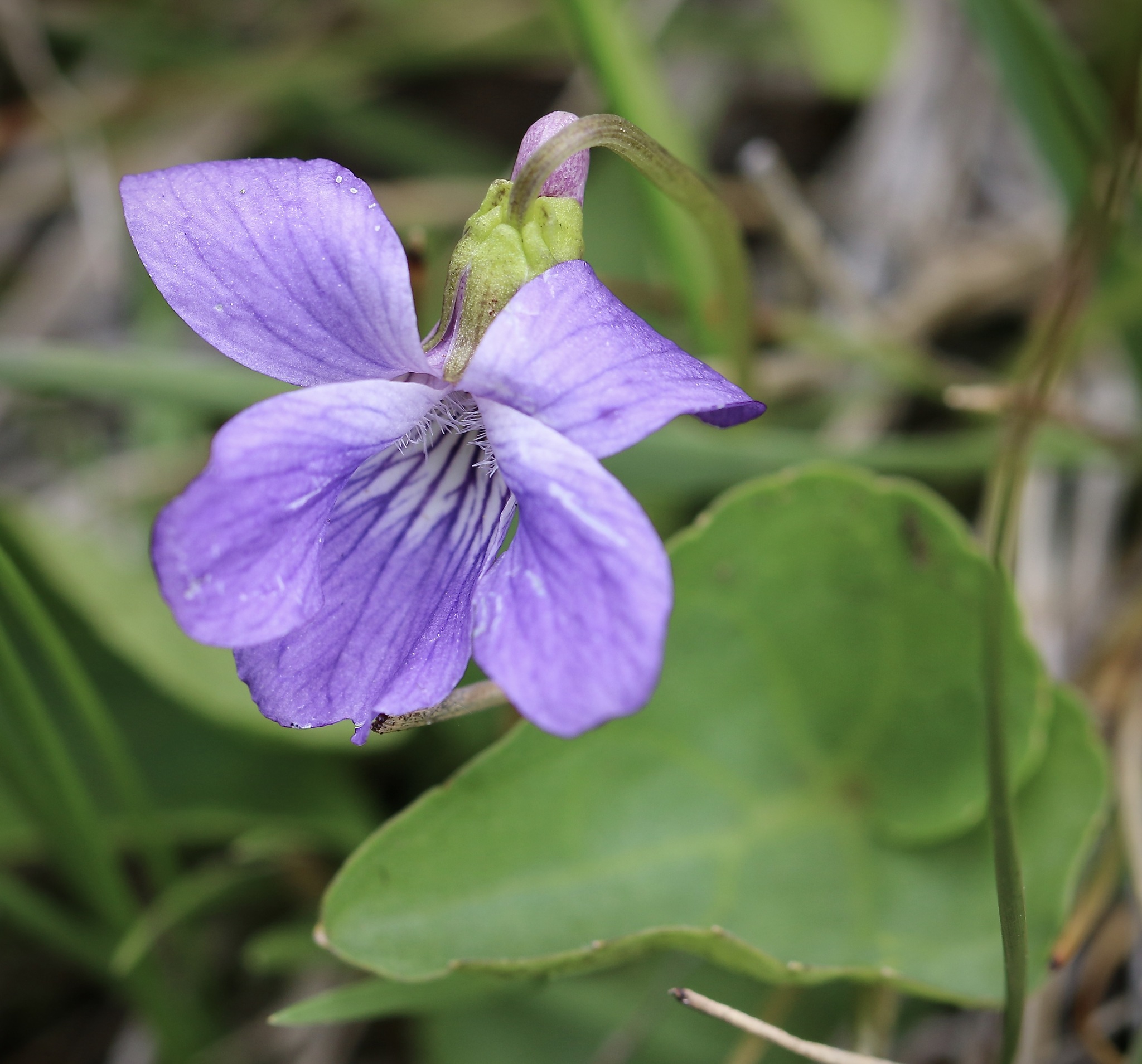 Viola nephrophylla