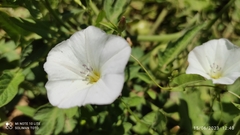 Convolvulus arvensis image