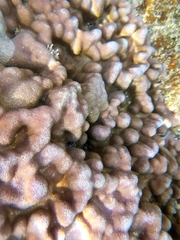 Porites lobata