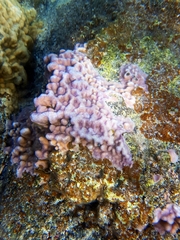 Porites lobata