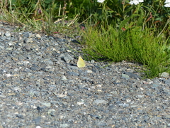 Colias gigantea