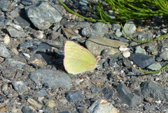 Colias gigantea