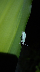 Compsus viridivittatus