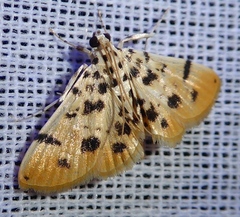 Pycnarmon alboflavalis
