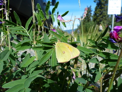 Colias gigantea