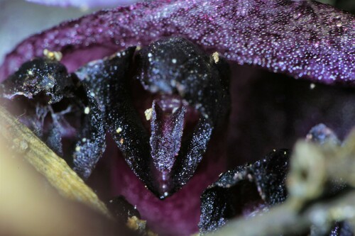 Image of Rhizanthella gardneri by (c) Hugo Innes, some rights reserved (CC BY)